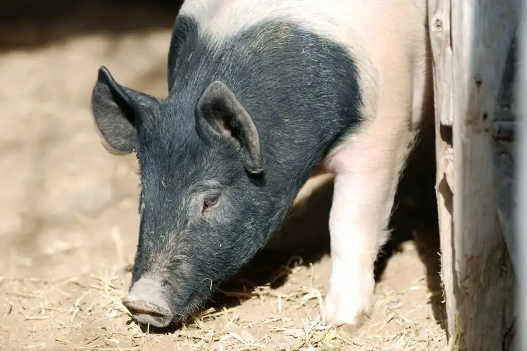 Hampshire pig 