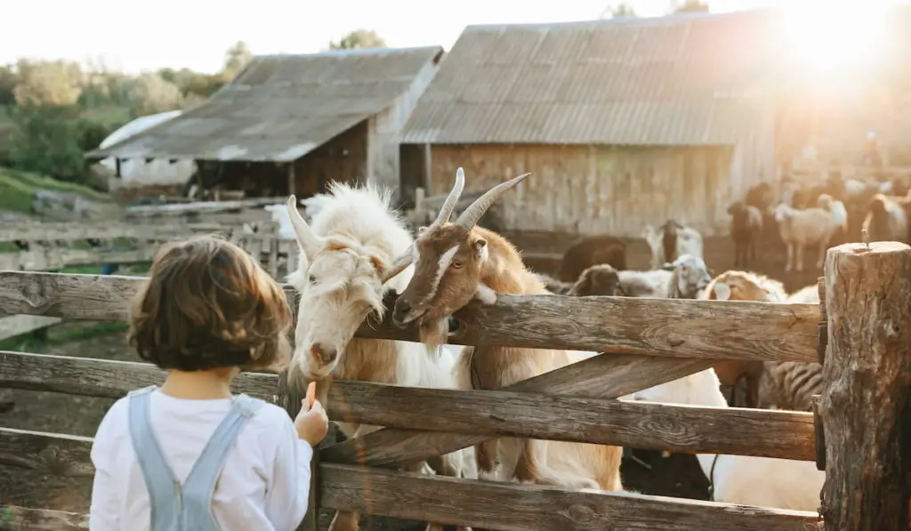 Little girl feeding healthy goats on the farm 