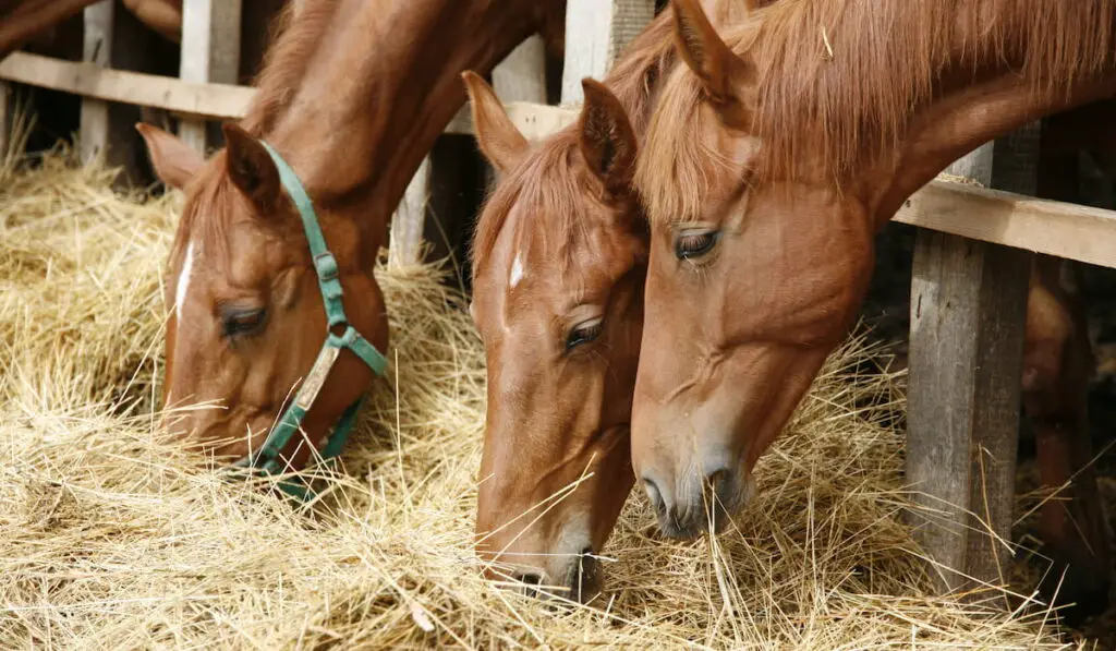 Purebred horses eating fresh hay