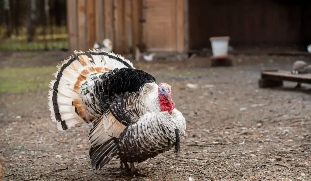 Turkey birds on the farm