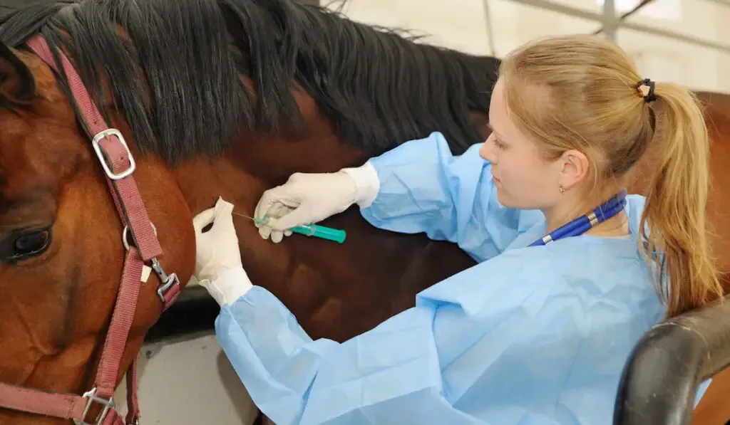 Veterinarian doctor with horse 