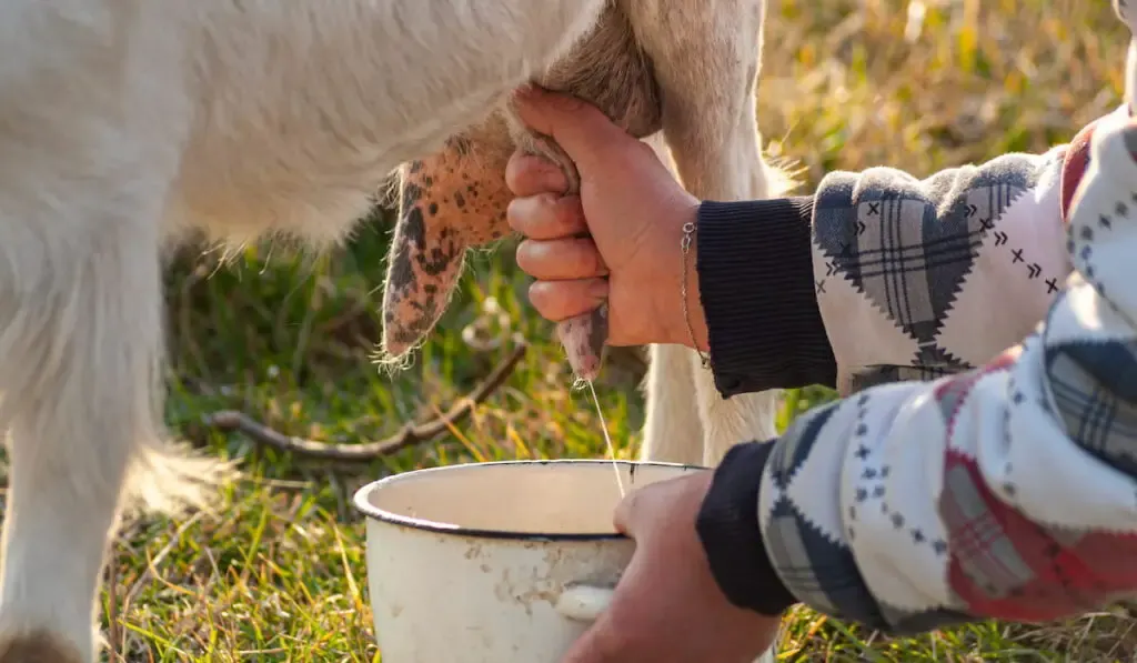 Woman hands milking a goat 