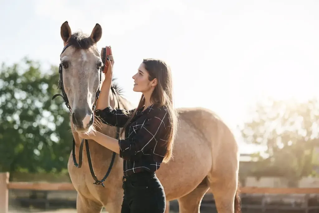 Young female horse groom brushing a new stallion and taking care