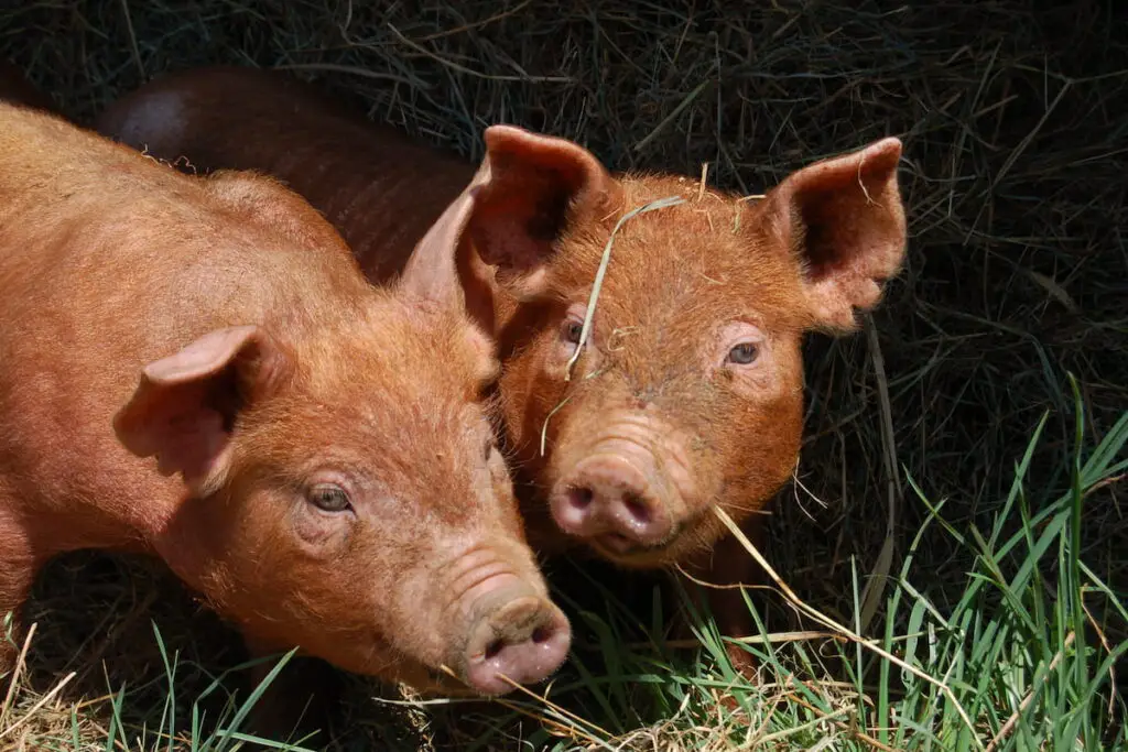 pair of Tamworth piglets 