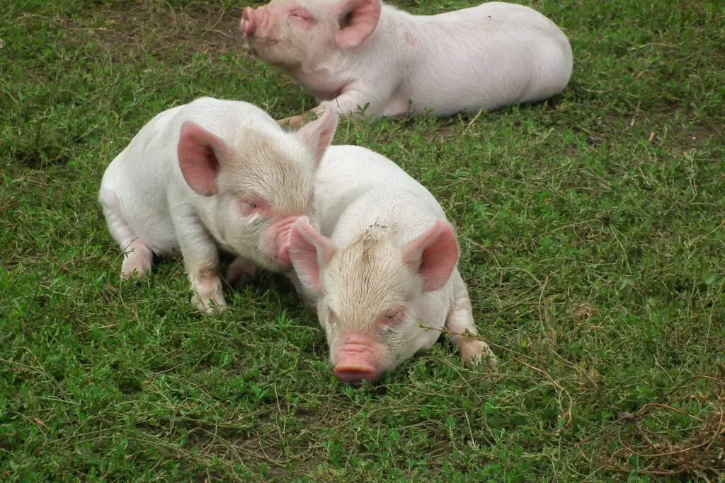 three Middle White piglets 
