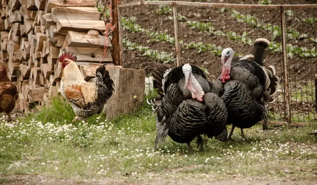 turkeys graze freely in the outdoor mountainous coop 