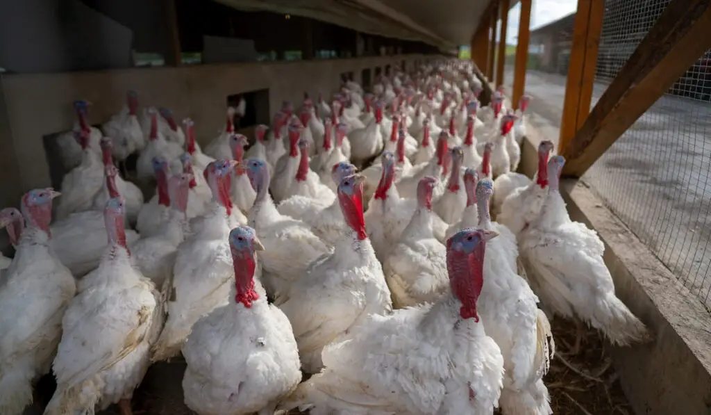 turkeys in a cage on a farm 